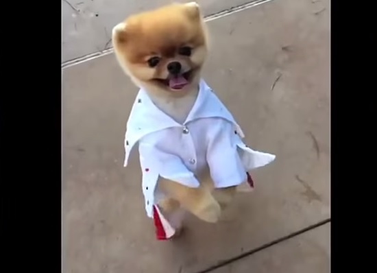 Il cane che balla e si veste come Elvis Presley – Video