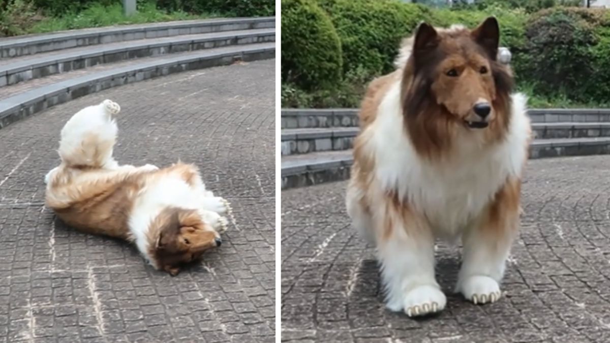 Si trasforma un cane ma poi cambia idea: “Voglio essere un orso o un panda”