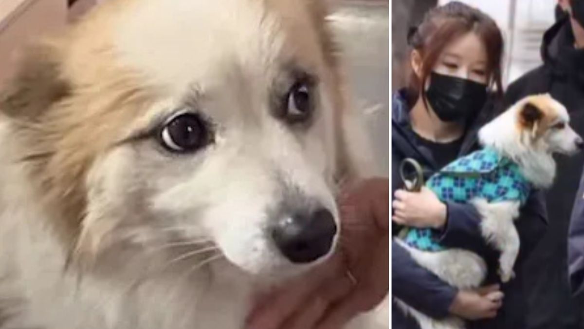 Il cane Pudding perde la sua famiglia nel disastro aereo in Corea del Sud: ora cerca casa