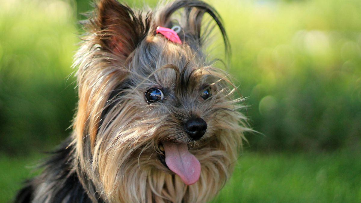 Rapina col coltello, cane eroe azzanna il malvivente e salva la sua padrona